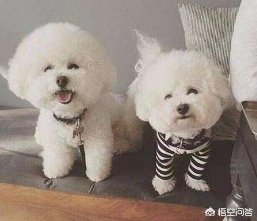比熊犬好养吗?比熊有哪些优缺点:饲养比熊真的好吗，为什么都说会“生病”啊？