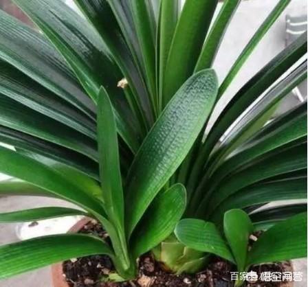 垂笑君子兰小苗子图片:垂笑君子兰图片品种 君子兰新长的叶片出现叶舌是什么情况？