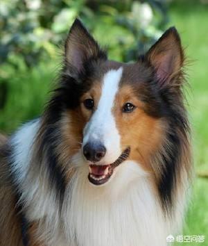 边境牧羊犬论坛湖州:怎样教边境牧羊犬定点大小便？