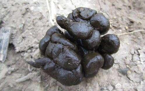 妈米爱的主治功能最新章节:孩子喜欢拉颗粒状的便便，这是什么原因造成？