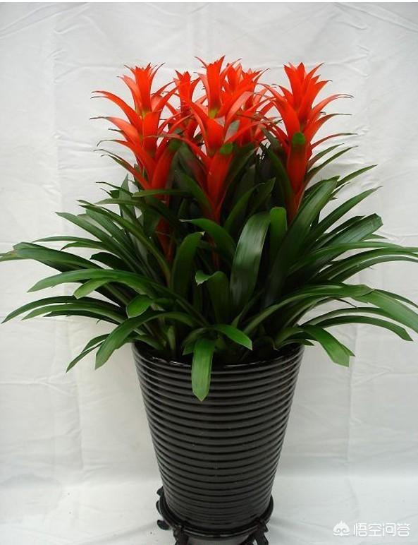 红运当头花怎么养才会开花?-生活百科