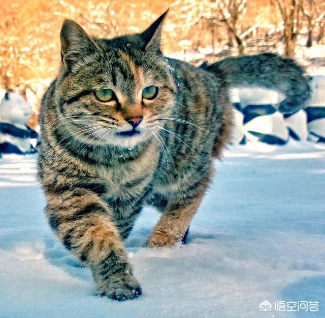 狸花猫的野性有多大？插图32