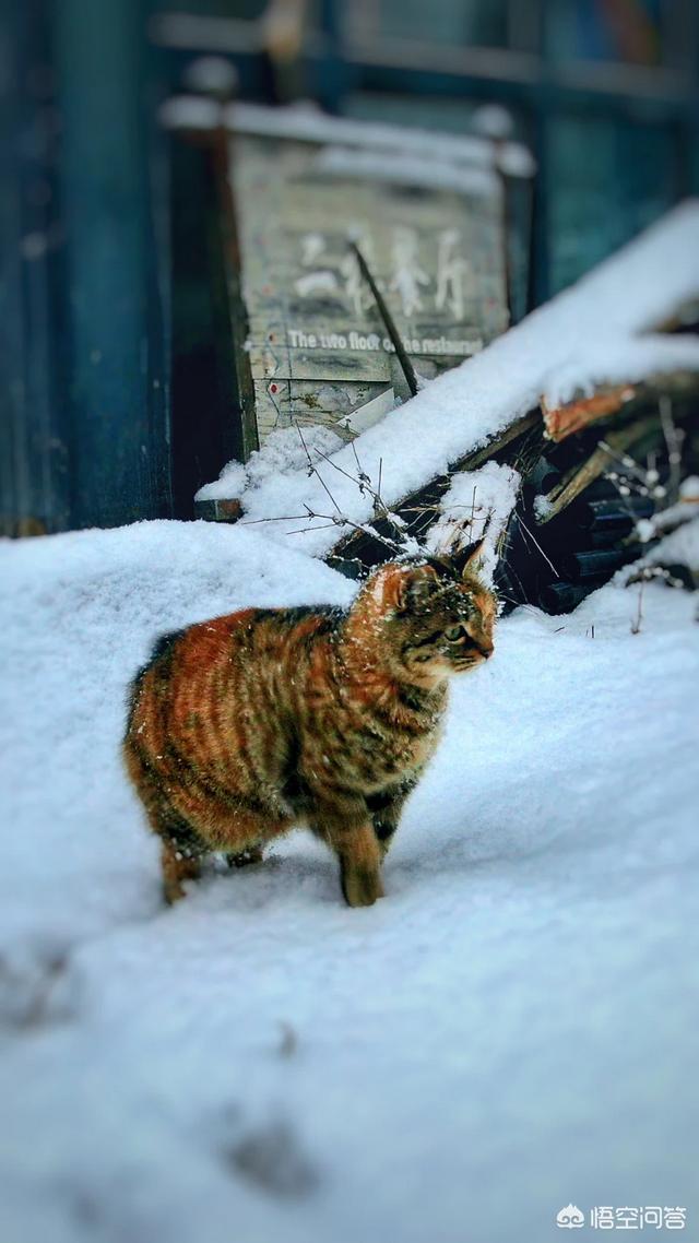 狸花猫的野性有多大？插图35