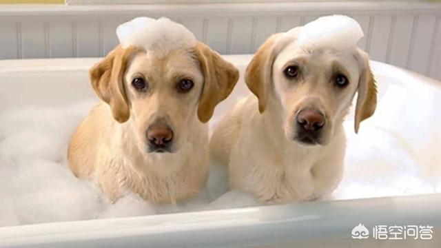 狗狗冬天有必要给喝温水吗，冬季给狗狗洗澡有哪些禁忌
