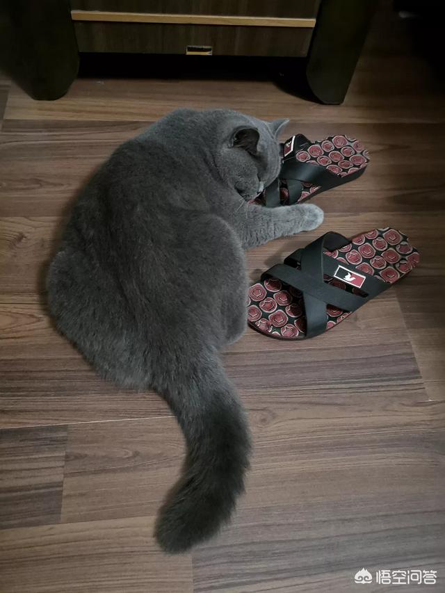玩具存钱箱愤怒的猫咪:自从养了猫，你的生活发生了什么改变？