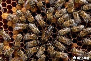 蚂蚁与蜂蜜，蚂蚁和蜜蜂等这类生物，会产生一个群体意识吗