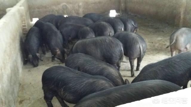 散养黑猪什么品种好，黑毛猪适合在寒冷的冬天散养吗