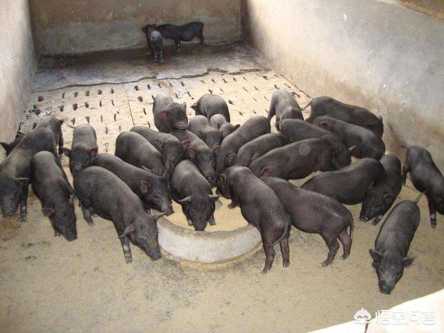 散养黑猪什么品种好，黑毛猪适合在寒冷的冬天散养吗