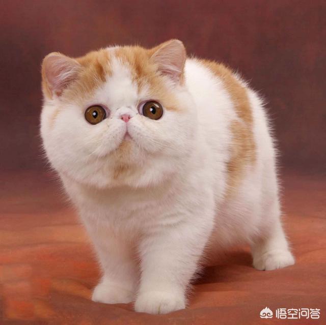 什么品种的猫比较温顺？