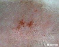 宠物狗皮肤病:我家狗狗得了甲沟炎怎么办？