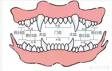 狗粮 幼犬:狗狗几个月可以吃干狗粮？