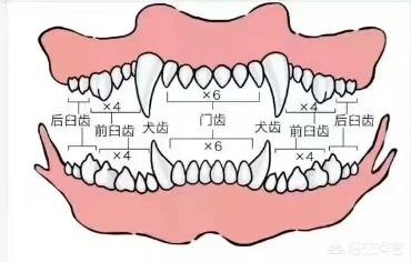 狗粮食:狗狗几个月可以吃干狗粮？