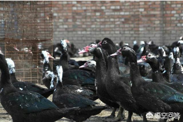 鸭子细小病毒的治疗方案:番鸭如何养？番鸭与鹅的养殖技术有哪些需要注意事项？