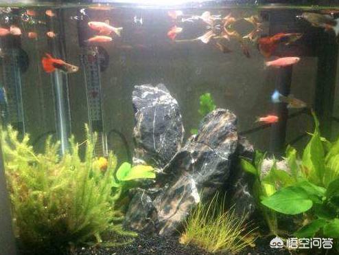 深红玫瑰鹦鹉好养吗:水族箱里养什么鱼比较容易？