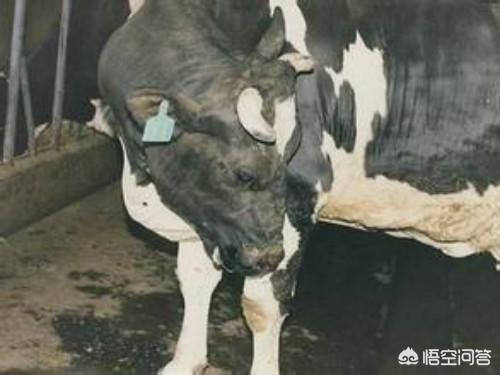 传染性腹膜炎腹水:什么原因能引起牛传染性腹膜炎？