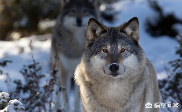 北美灰狼vs狼獾:斑点鬣狗、北美灰狼、花豹，谁更厉害一点？