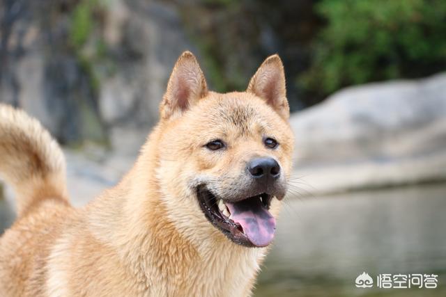 看门犬什么最好:乡下想要保家护院养什么品种的狗好呢？