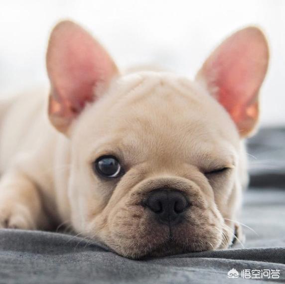 腊肠犬视频:对于《忠犬八公》，你们有什么看法？ 腊肠犬视频新浪网