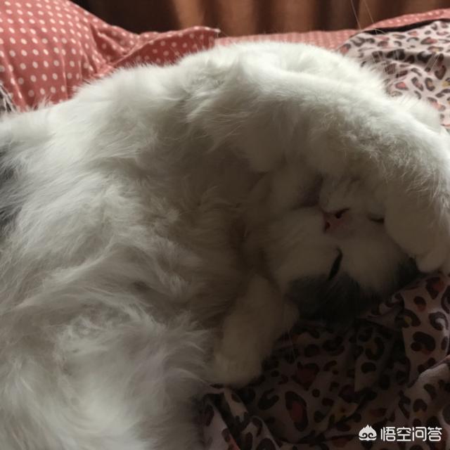 领养猫:如何去领养一只猫咪，怎样才能让猫咪更快地适应新的环境？