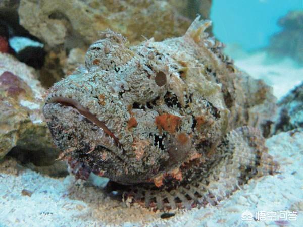 stonefish红酒，海洋中最危险的动物是什么