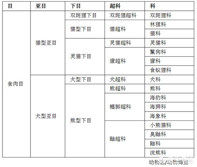 绿鱼狗介绍:为什么把鬣狗定义为更接近猫科动物而不是犬科动物？