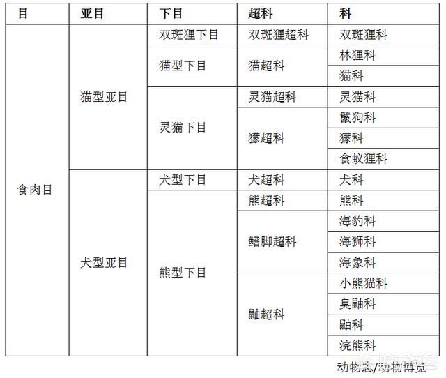 马岛獴是什么动物，为什么把鬣狗定义为更接近猫科动物而不是犬科动物？