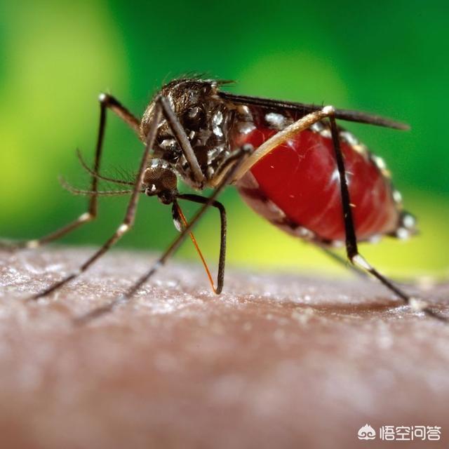 基因改造蚊子，以人类现有的技术水平能灭绝苍蝇和蚊子吗为什么