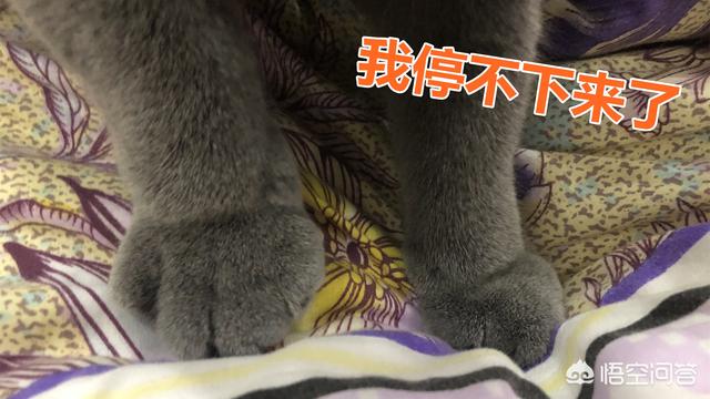 搓手猫卖萌惹人怜:想买一只性格温顺、粘人能随便撸的小猫，有什么推荐吗？