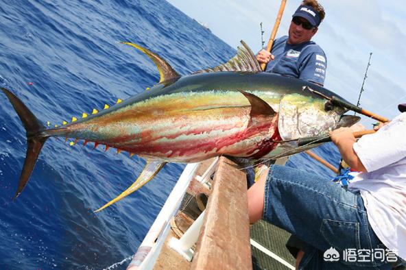 深海船釣釣上來的魚為什麼要馬上放血?