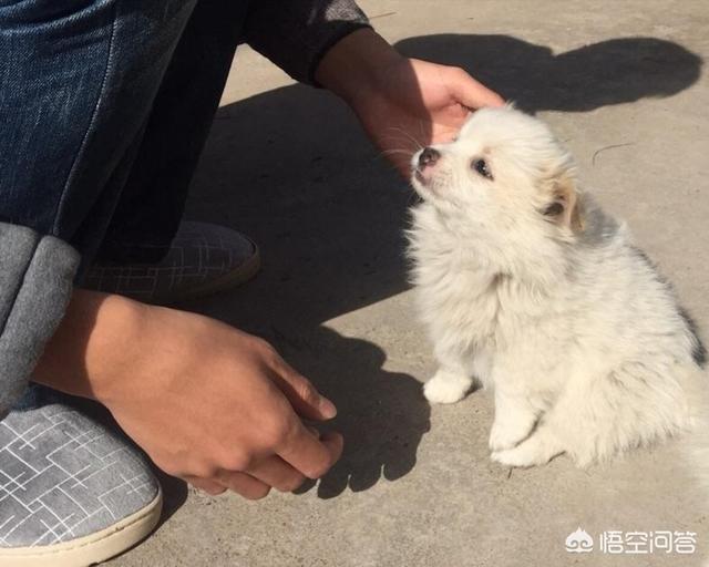 星期狗怎么来的:为什么有些宠物店有很多“星期狗”？