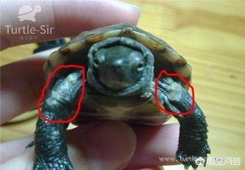 龟有腐皮怎么办，草龟得腐皮病怎么治疗效果好一些