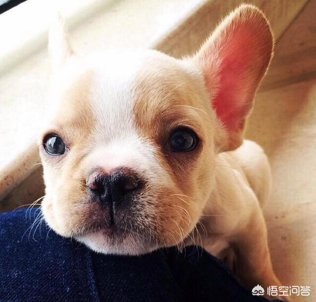 法斗犬好能睡:法斗犬各种睡姿 法斗睡觉时发出叫声是怎么回事？