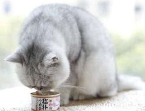 猫罐头推荐:怀孕的母猫吃什么罐头最好？ 猫罐头推荐瑞萌
