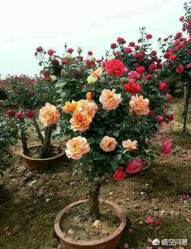 花市买的木本植物是黄土种的,到家后要洗根吗？具体怎么操作？
