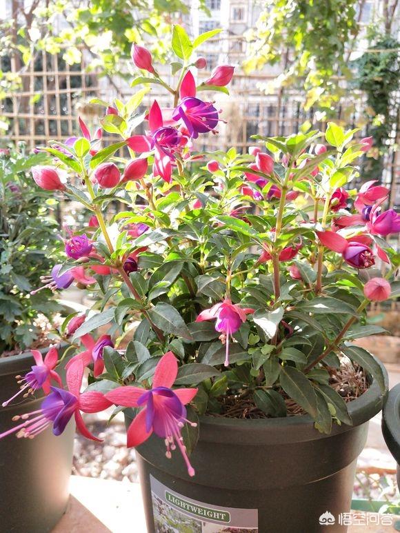 花卉图片大全吊竹梅:倒挂金钟出花苞就干是什么原因？该怎么办？