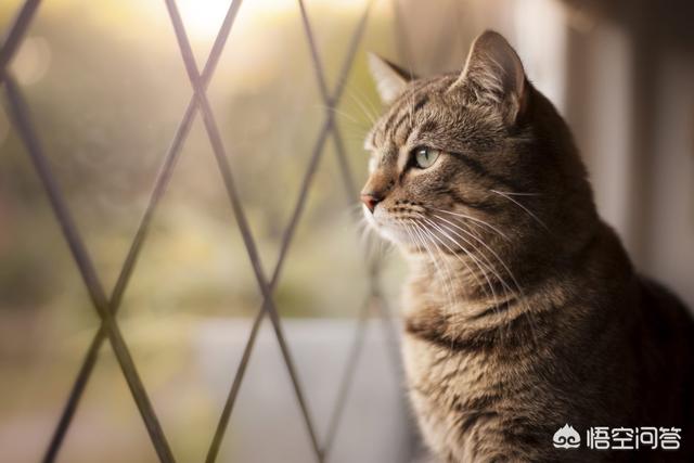 星秀猫<a href=https://maguai.com/personal/ target=_blank class=infotextkey><a href=https://maguai.com/group/ target=_blank class=infotextkey>微信群</a></a>:过年期间，可以让猫咪独自在家吗？