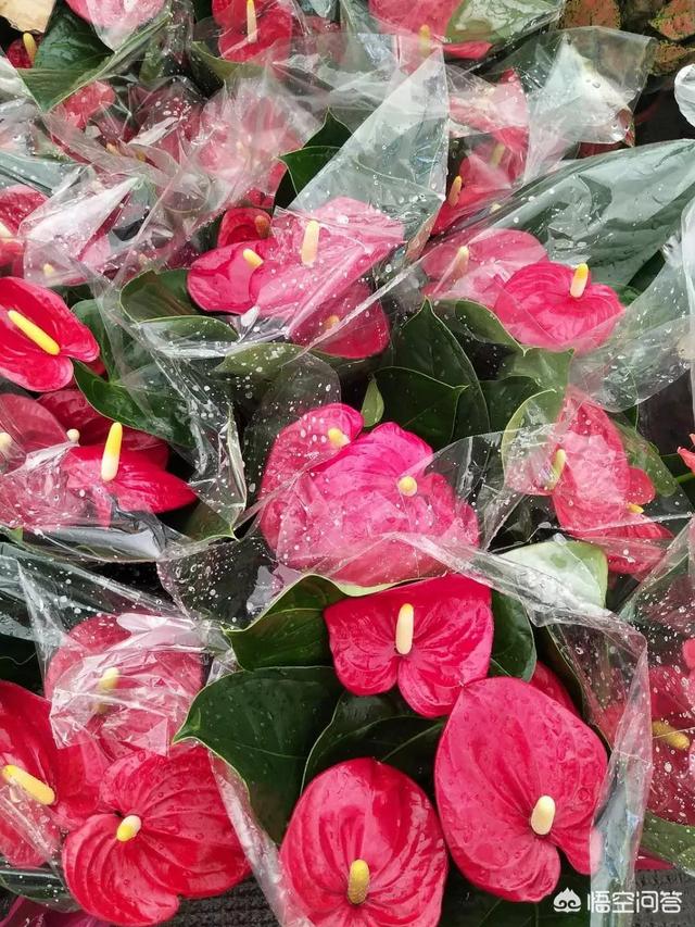 坟上开花旺谁,上坟有意义吗？你怎么看？