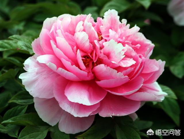 能镇宅的3种花,在家闲着没事应该养些什么花？