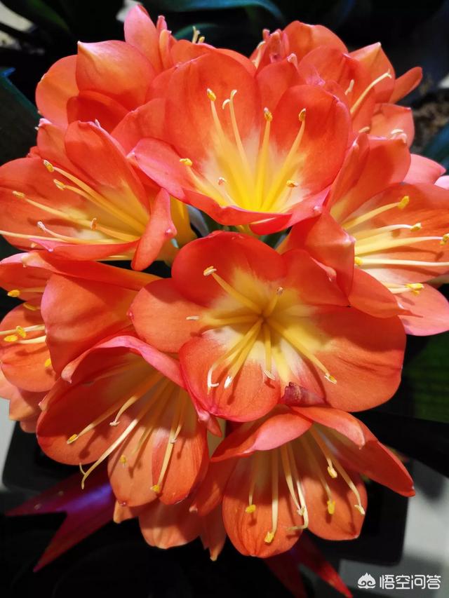 白蝴蝶合果芋是绿萝吗:比绿萝叶子大的花叫什么？