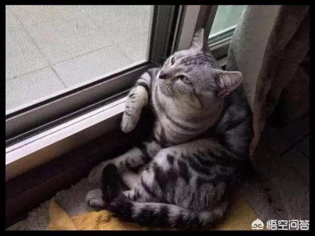 养猫需要遛弯吗?养猫需要带它出去玩吗