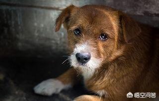 北京犬图片:北京可以养拉布拉多犬吗？