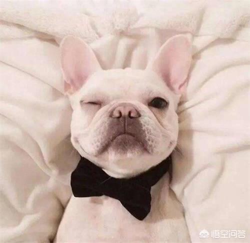 幼犬喂养:饲养幼犬有什么地方需要注意？