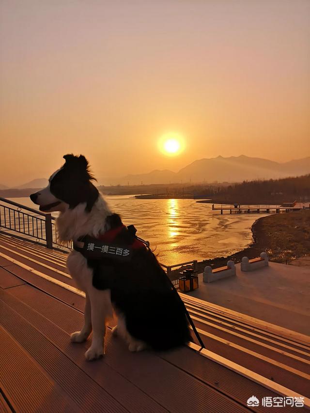 上海狗狗网旅游:上海有哪些不错的青年旅舍值得推荐？ 带狗狗旅游的旅游团