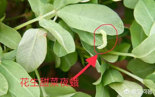 花生黑蚜虫怎么防治:种植花生要如何防治青虫害？