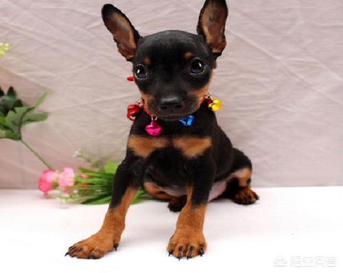 萨摩耶母狗来月经怎么办:小鹿犬例假期间洗澡好吗？