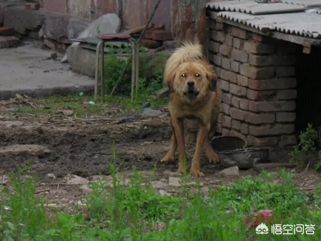 短毛敖犬图片:现在北方还有可以长到七八十斤的大个土狗吗？是什么样子的？ 臧敖犬图片