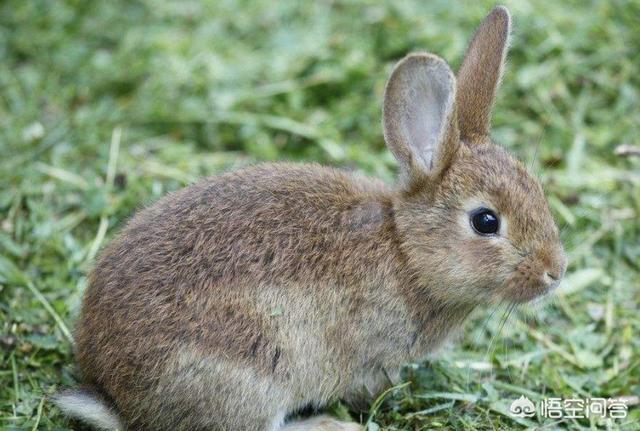 宠物兔子图片:兔子容易得什么病，会传染吗？ 宠物兔子品种及价格
