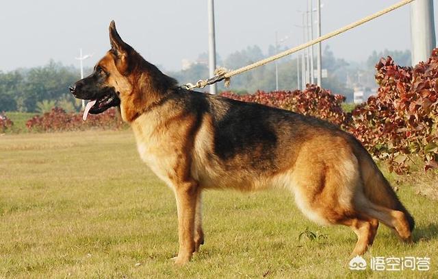 北京德国牧羊犬北京德国牧羊犬:德国牧羊犬协会是一个怎样的组织？