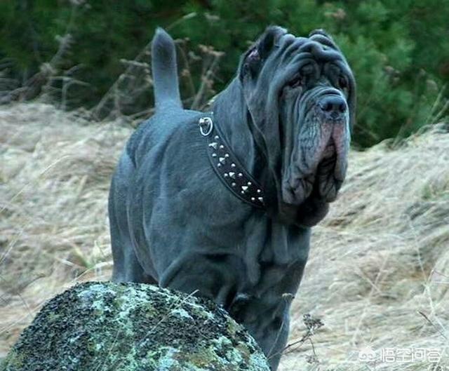 意大利扭玻利顿犬:什么狗有吞食猎物和人的习惯？为什么？ 意大利纽波利顿犬