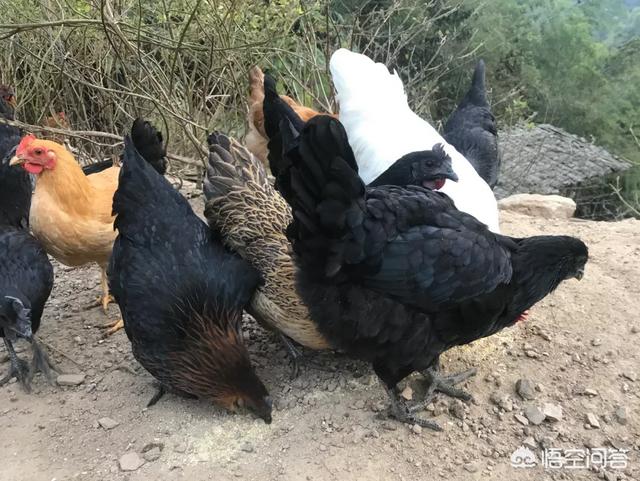 乌鸡为啥在食疗圈广受欢迎，打算养土鸡，啥品种好，养公鸡还是养母鸡合适